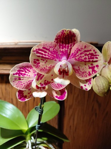Phalaenopsis bravo - phalaenopsis, ox