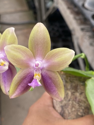 Original phal phalaenopsis - phal,