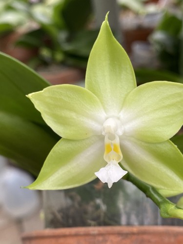 Original phal phalaenopsis - phal,