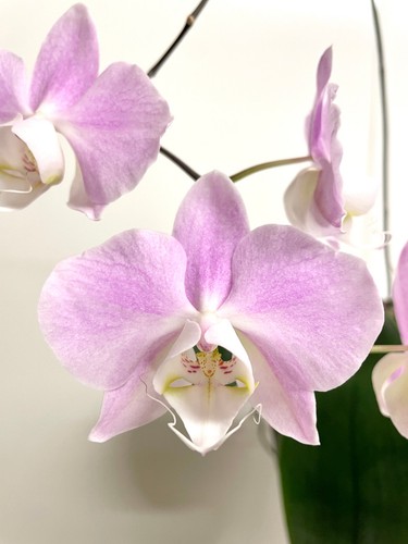 Phalaenopsis sanderiana silver