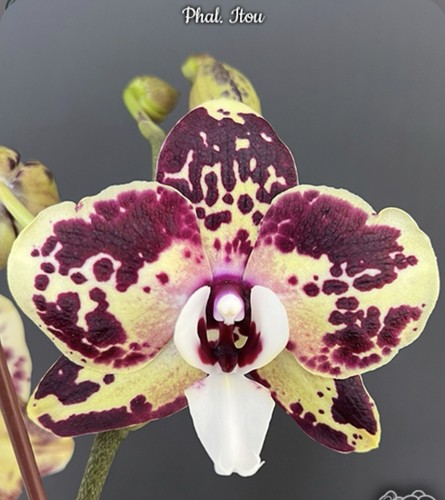 Phal itou blooming size - phal.,